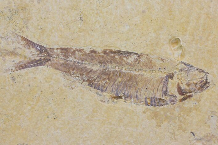 Fossil Fish (Knightia) - Wyoming #150607
